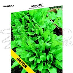 Mangold PERPETUAL SPINACH GATOR